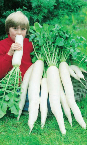 Дайкон Московский богатырь(УД) 1 гр цв.п