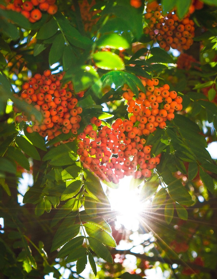 

Рябина Солнечная