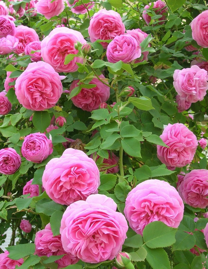 Роза кустовая Луис Одьер 1 шт цена и фото