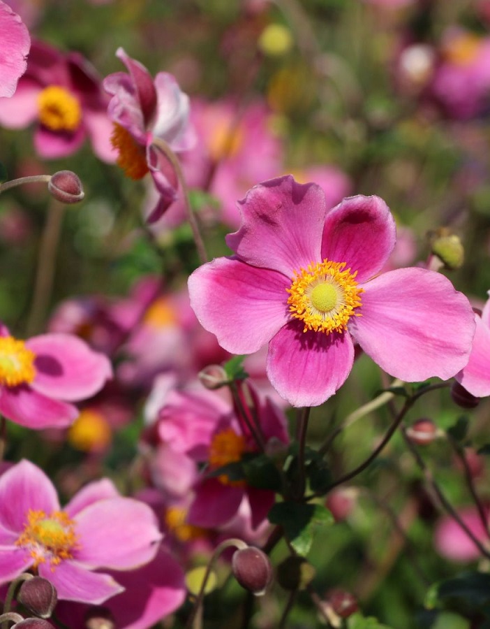 

Анемона хубейская Спленденс