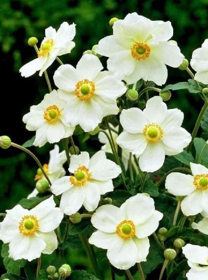 

Анемона японская Андреа Аткинсон