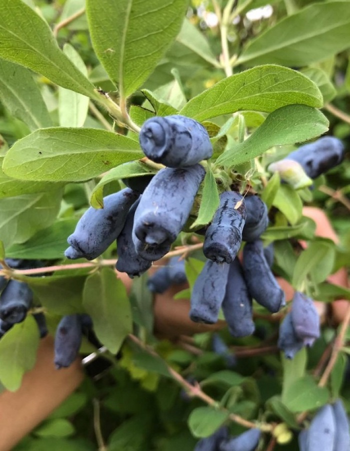 

Жимолость съедобная Индиго Джем