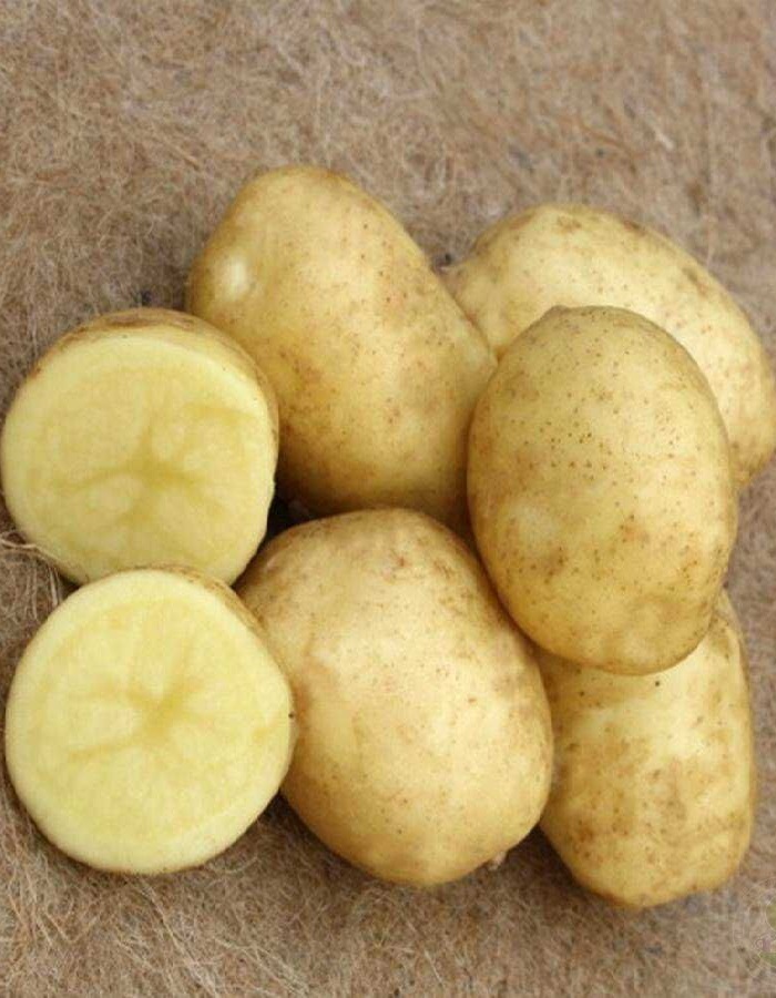 

Картофель Спринтер, суперэлита