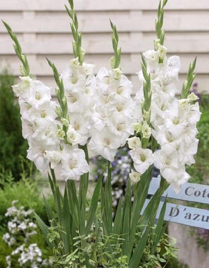 

Гладиолус мини Блонди