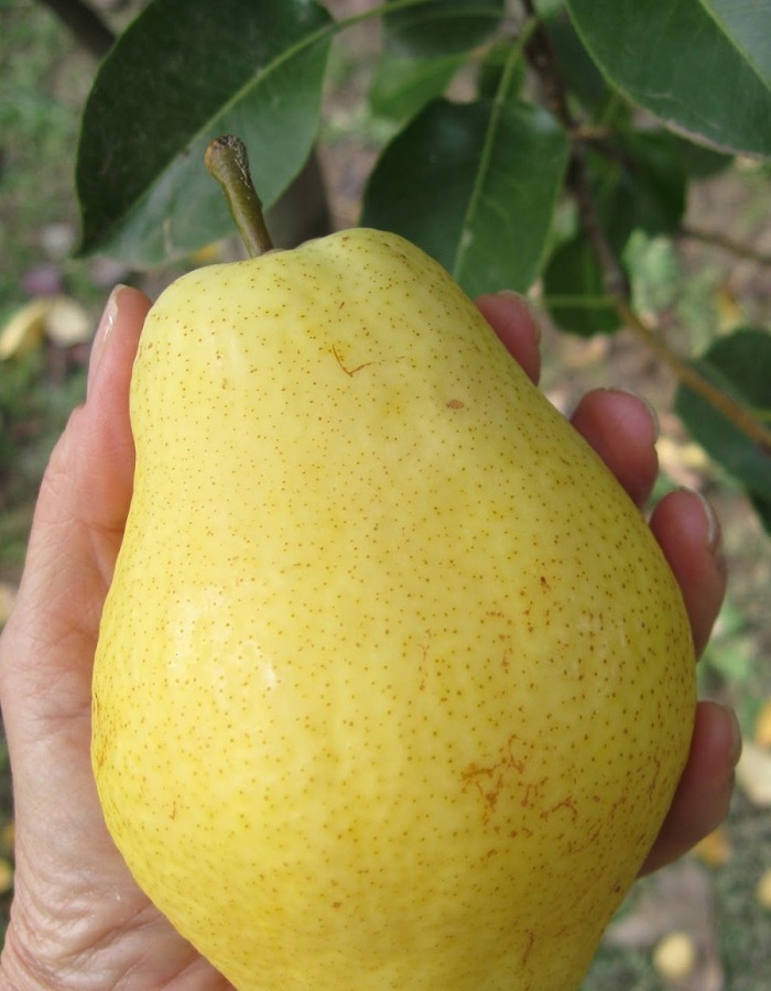 

Груша Большая