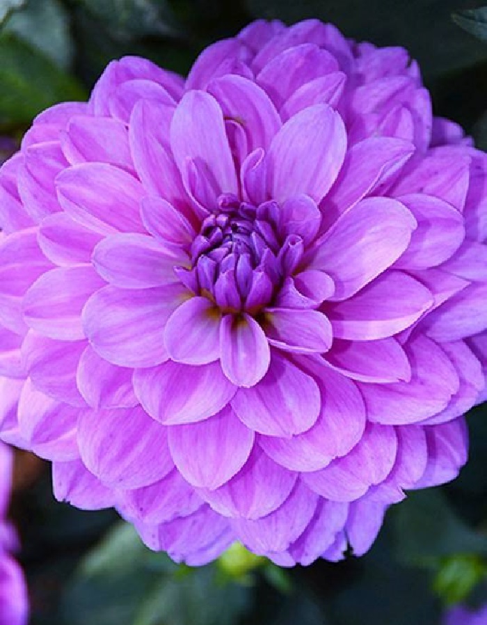 

Георгина Блю Бой 1шт