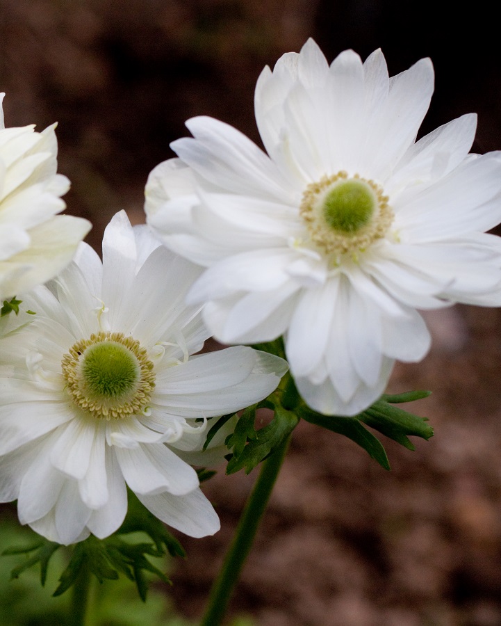 

Анемона Маунт Эверест