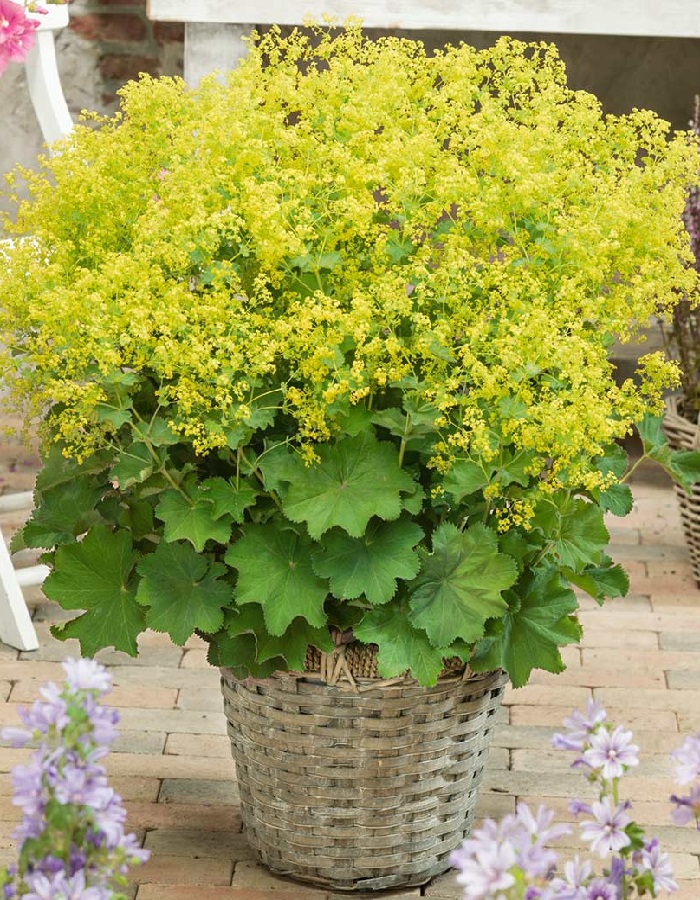 

Манжетка мягкая Триллер ASF 1 шт Р9