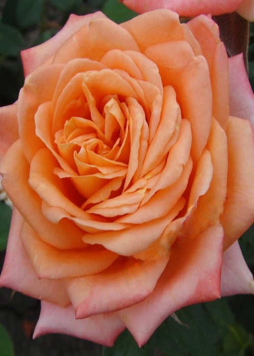 Роза чайно-гибридная Эльдорадо 1 шт