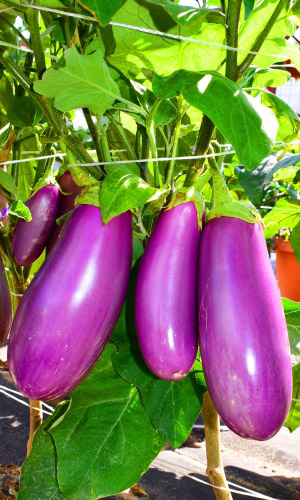 Баклажан Сиреневый (УД) 20 шт цв.п.