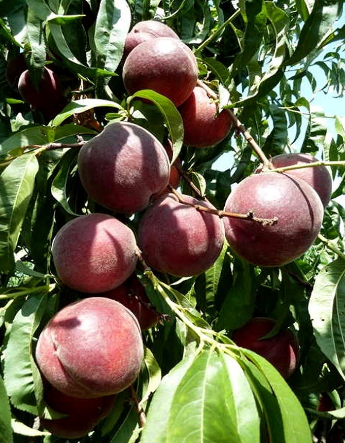 

Персик Роял Маджестик