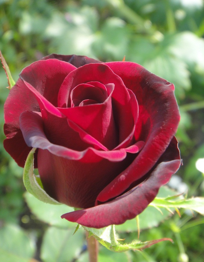 Роза чайно-гибридная Норита 1 шт