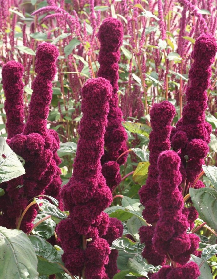 

Амарант Ред Кафедрал (УД) 0,15 гр цв п