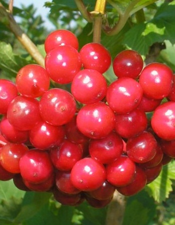 Калина Красная гроздь 1 шт цена и фото