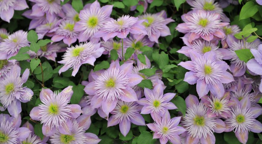 Почему клематисы плохо цветут