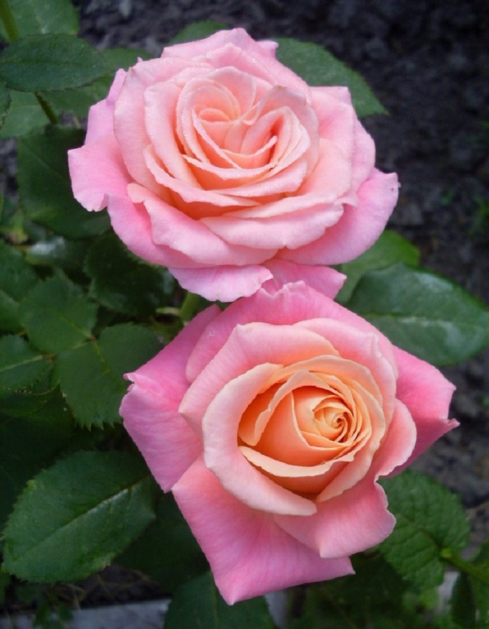 Роза чайно-гибридная Мисс Пигги 1 шт