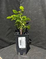 Роза чайно-гибридная Эксплорер 