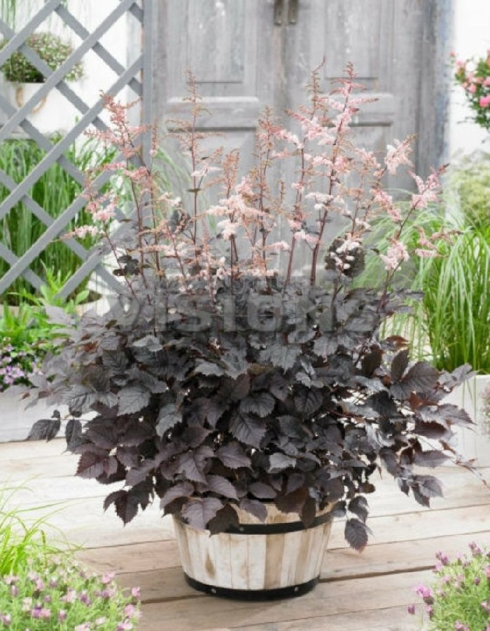 

Астильба Чоколат Чогун