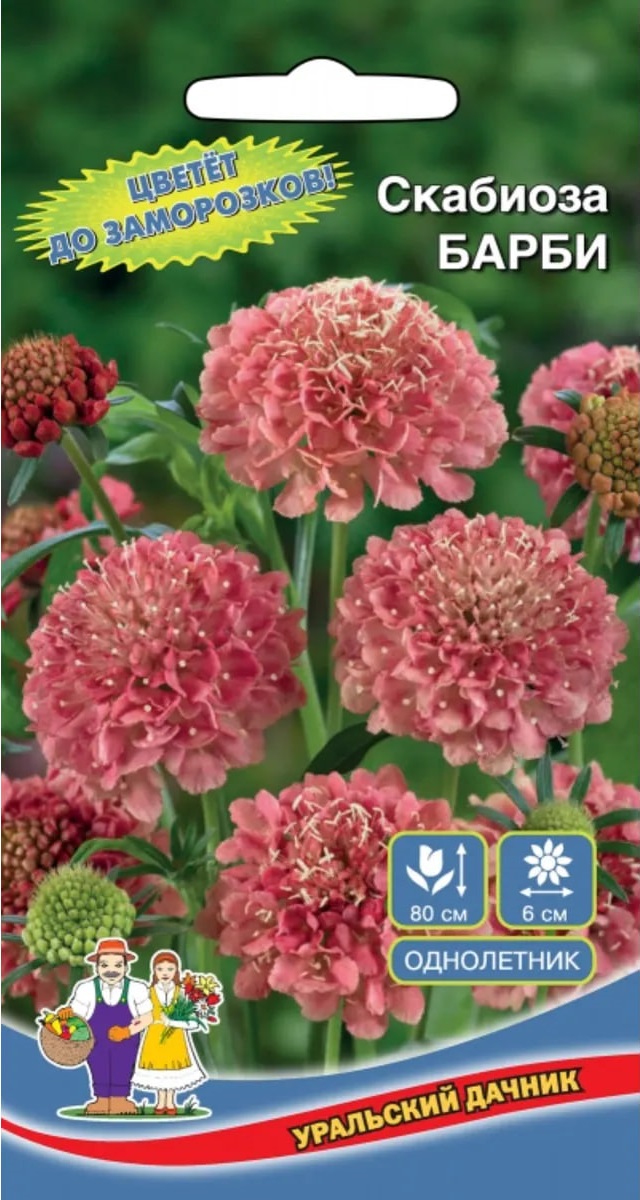 

Скабиоза Барби (УД) 0,2 гр цв п