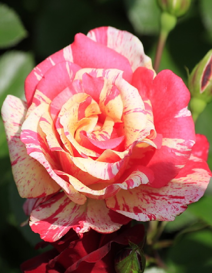 Роза флорибунда Такаде 1 шт роза петтикоут флорибунда топалович