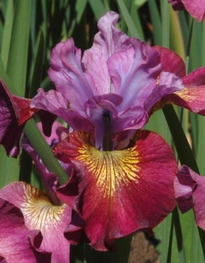 

Ирис Свит Стил 1 шт.