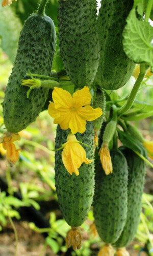 Огурец Аннушка F1 (УД) 12 шт цв.п