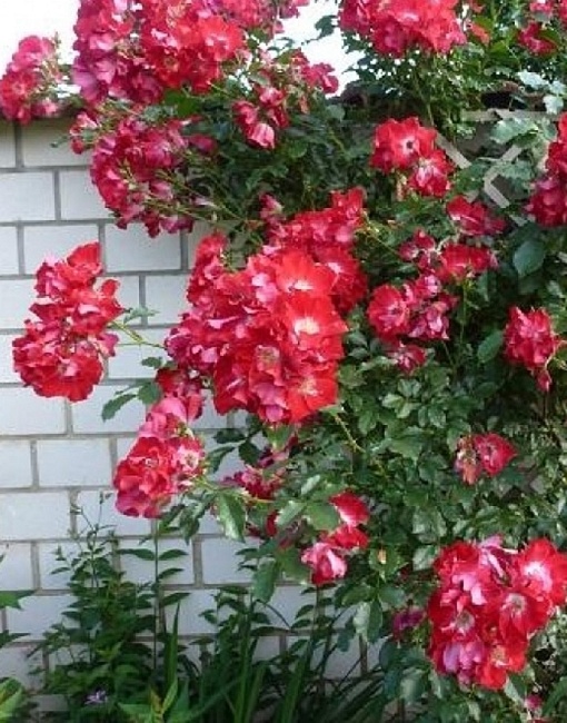 Роза плетистая Дортмунд