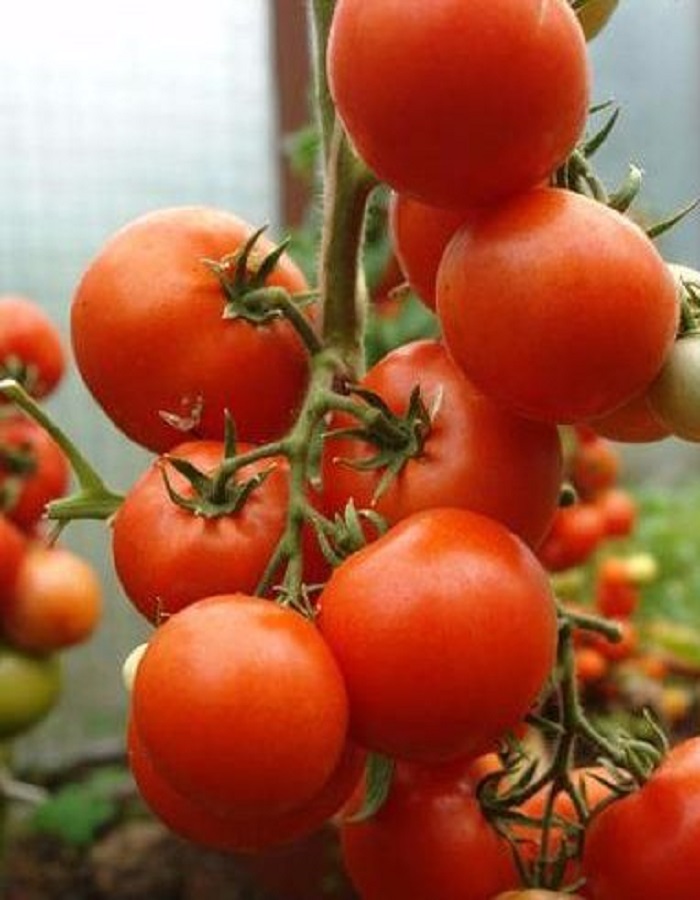 Томат Летний сад F1 0,05 гр цв.п семена томат летний сад