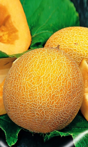 Дыня Идиллия (УД) 10 шт, цв.п.