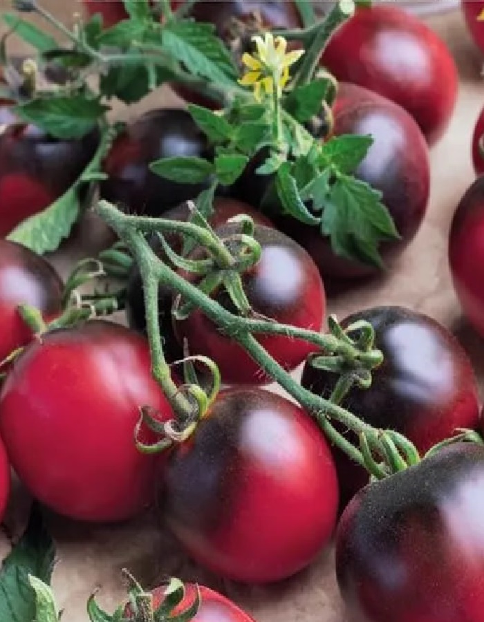 

Томат Балконное Чудо фиолетово-черное (УД) 12 шт цв.п