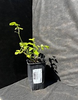 Роза чайно-гибридная Императрица Фарах 