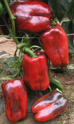 Перец сладкий Буйвол Красный (УД) 20 шт