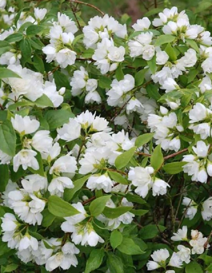 

Чубушник Манто Д'Эрмин 1 шт Р9