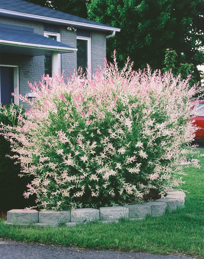 

Ива Хакуро Нишики ASF 1 шт Р9