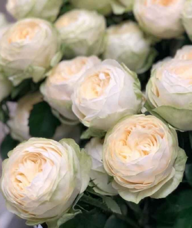 Роза английская Пур Блонд 1 шт роза английская принцесса александра ов кент 1 шт