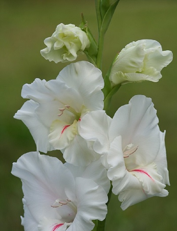 

Гладиолус Декадент 1 уп. (3 шт.)