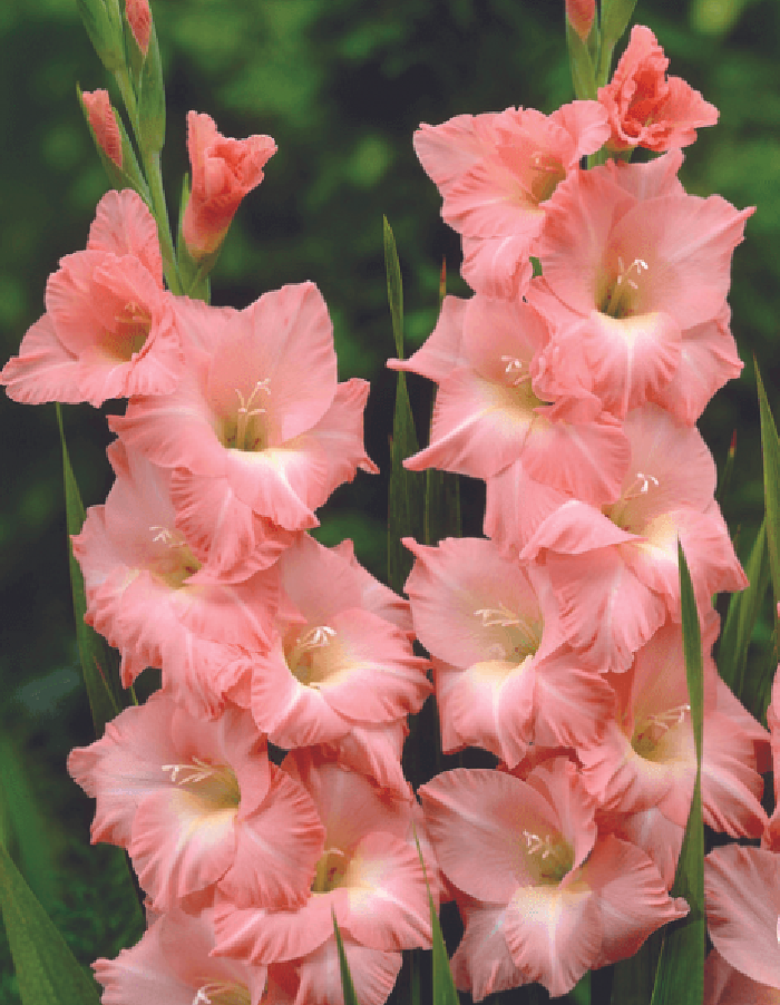 

Гладиолус Роуз Суприм