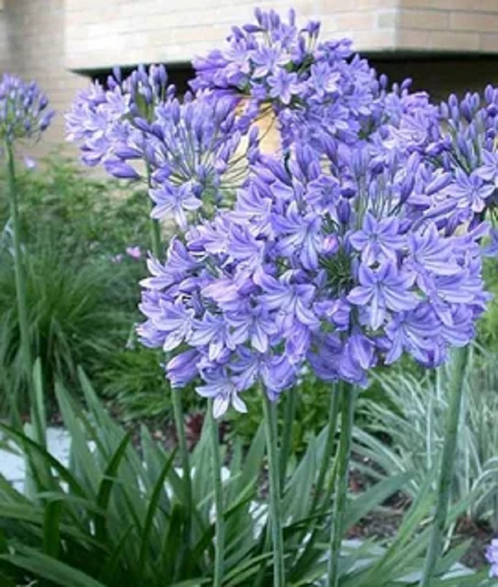 

Агапантус Голубой Триумфатор 1 шт