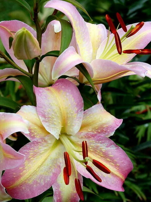 Лилия Экзотика 