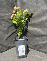 Роза спрей Лидия