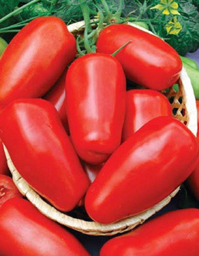Томат Непасынкующийся Засолочный (УД) 20 шт. цв.п. томат непасынкующийся гигант уд 20 шт цв п