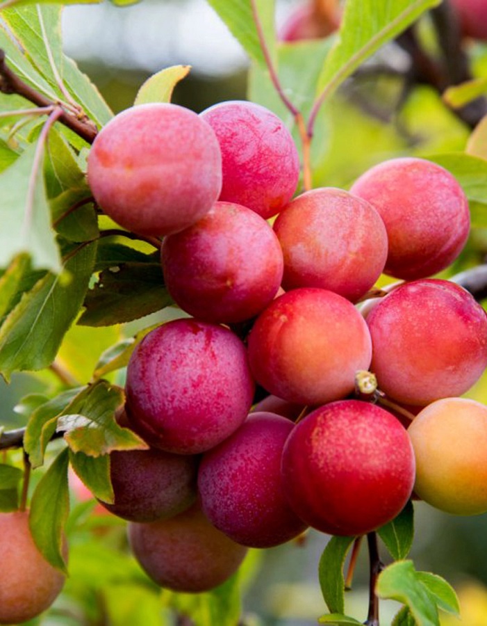 

Алыча Принцесса