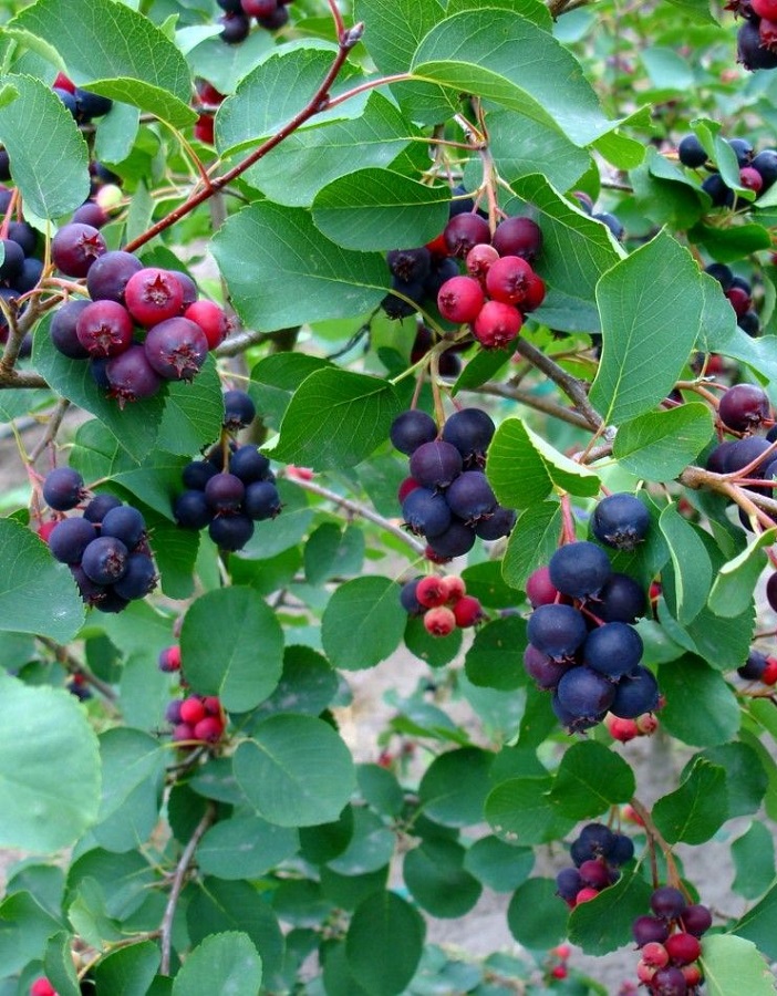 

Ирга канадская Красноярская