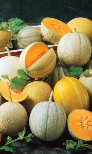 Дыня Смесь суперранних сортов (УД) 10 шт, цв.п.