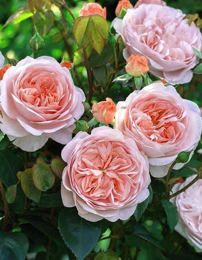 Роза чайно-гибридная Кейра 1 шт роза чайно гибридная бела вита 1 шт