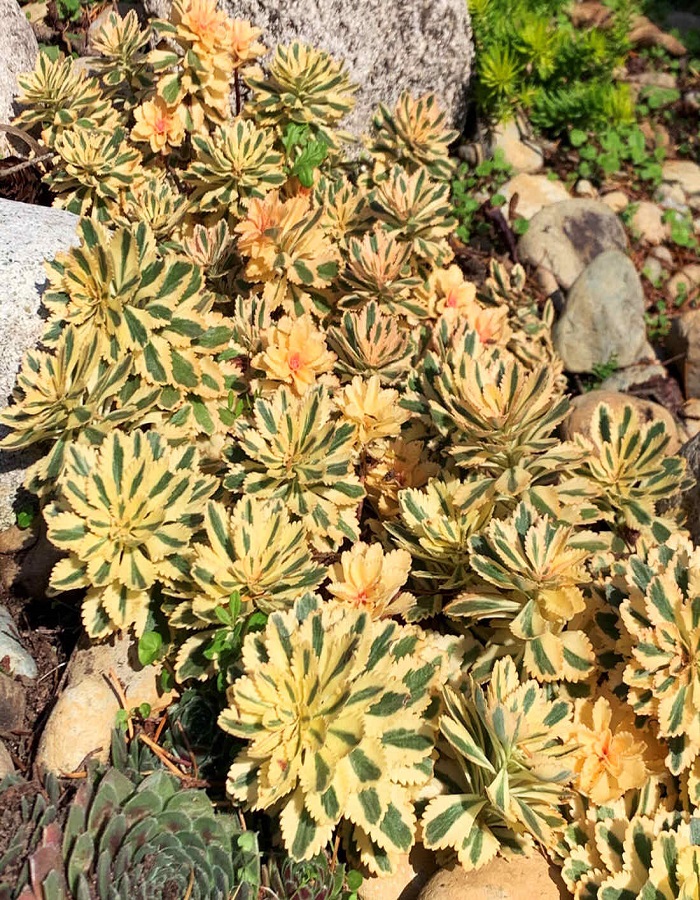 

Очиток такесимский Atlantis 1 шт Р9