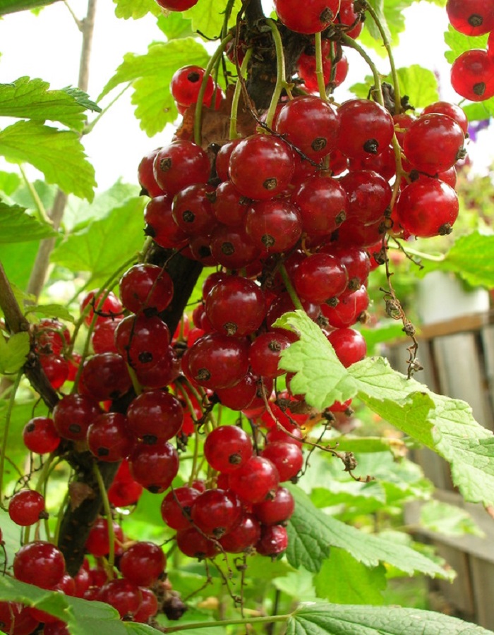 

Смородина цветная Сахарная