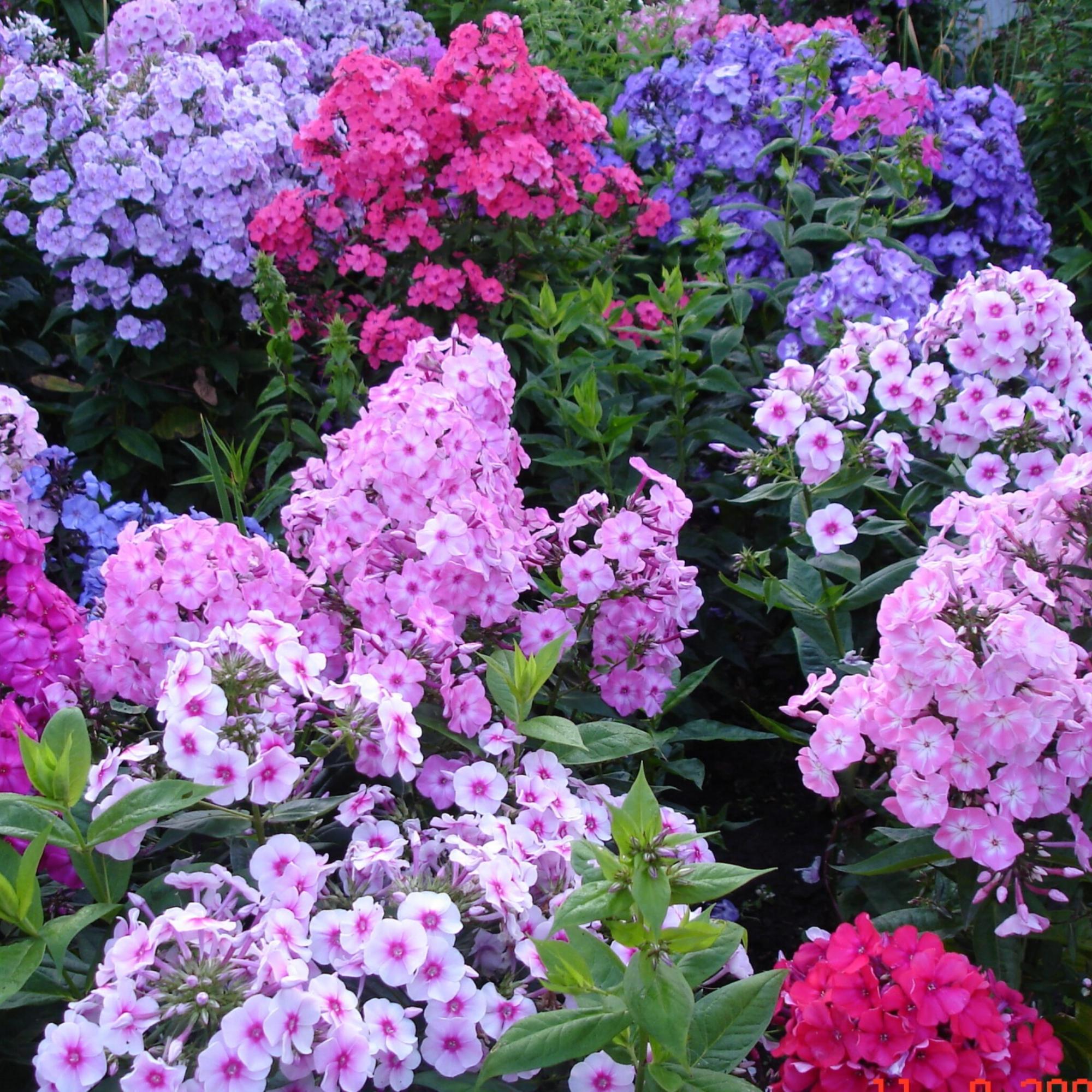 Популярные виды и сорта многолетних флоксов