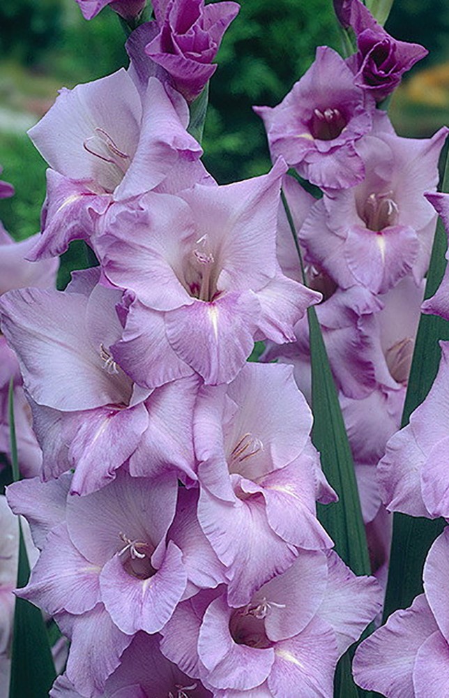 

Гладиолус Блю Тропик 1 уп. (3 шт.)