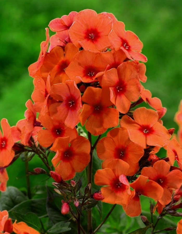 

Флокс Орандж Перфекшн